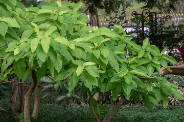 Cabbage Tree in the garden.(Pisonia grandis R. Br.)Other names include  Gatae, Lettuce tree, Mollucean Cabbage,Moonlight tree, Nachukottaikeerai.