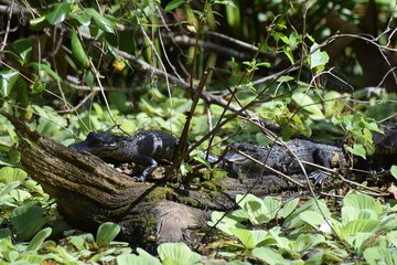 alligator
