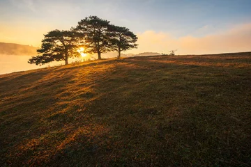 Fotobehang Chocoladebruin Big pine trees on yellow grass hill in early morning  © Hanoi Photography