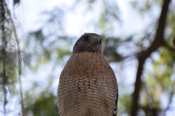 Hawk