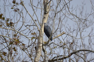 Heron