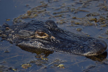 alligator