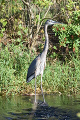 Fototapeta premium Heron