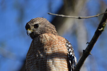Hawk