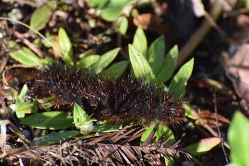 caterpillar