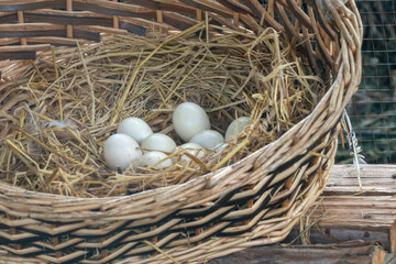 Naklejka na ściany i meble Fresh chicken eggs with nest in farm.