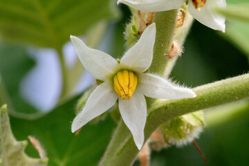 Close up the flowers of the Thai eggplant in a garden.