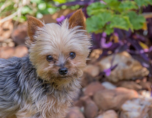 A tiny Yorkshire terrier playing in a home garden