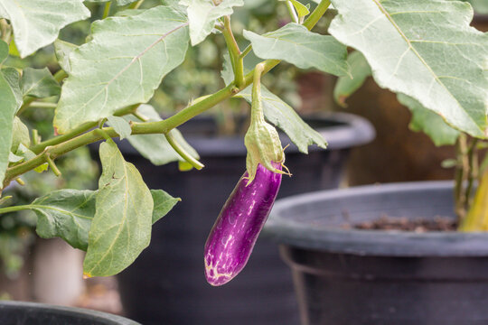 Close Up Purple Type Of Eggplant In A Garden.Fruit Of The Thai Eggplant.