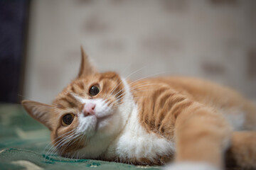 Portrait of a sly domestic cat lying on the couch.