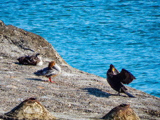 birds on rocks