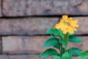 Selective focus beautiful Firecracker flower with in brick wall background.(Crossandra infundibuliformis)Orange flowers blooming in garden.