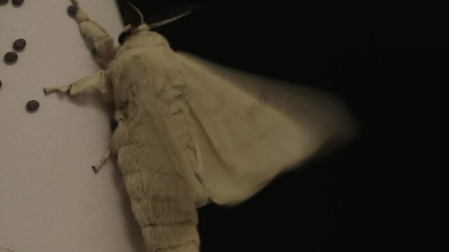 Silkworm moth butterfly moving wings on black background
