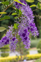 Selective focus Petrea volubilis flower in a garden.Commonly known as purple wreath, queen's wreath, sandpaper vine, and nilmani.