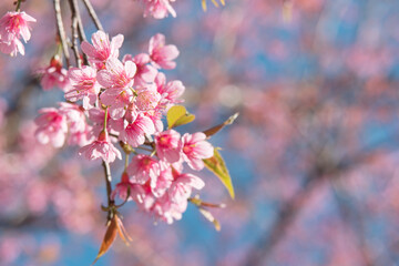 Pink wild himalayan cherry, Prunus Cerasoides tree in Thailand.