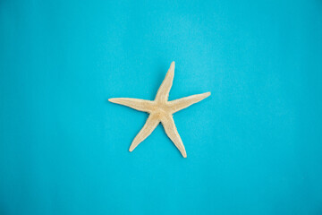 Fototapeta na wymiar Top view of white star fish isolated on blue