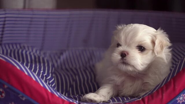 Cute maltese puppy Waiting for his mother on the couch.