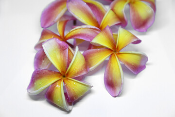 Obraz na płótnie Canvas pink and yellow frangipani flowers on a white background