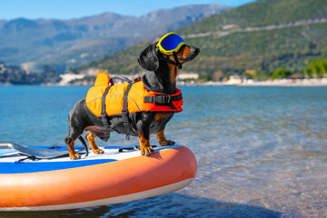 Active dachshund dog in specialized sunglasses for pets with polarizing lenses and life jacket is on stiffest durable inflatable stand up paddle board in sea or ocean