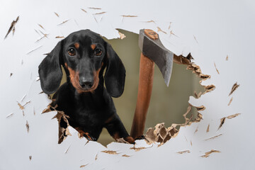 Wild dachshund puppy cut hole in door or wall with axe and sticks out trying to get inside and chase his victim like in horror movie. Creepy scene with a pet maniac. fear of buying a puppy - obrazy, fototapety, plakaty