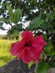 red hibiscus flower