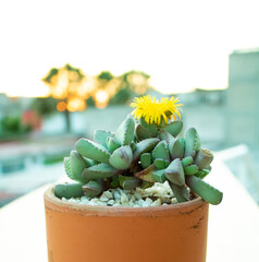 Faucaria tigrina, aizoaceae, Succulent plant with yellow flower on a window balcony