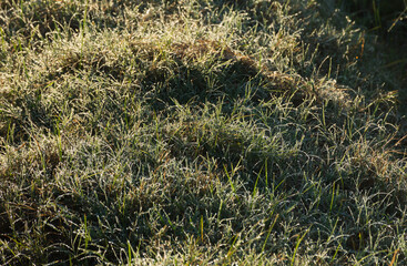 Close up of dew drop on grass leave in morning,soft focus.