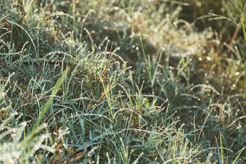 Close up of dew drop on grass leave in morning,soft focus.