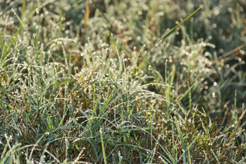 Close up of dew drop on grass leave in morning,soft focus.