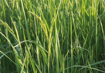 Young green rice seed in rice field,soft focus