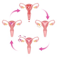 Menstrual cycle chart, female internal genital organs