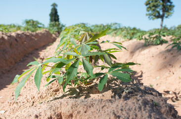 Small cassava plantation in farm,soft focus.