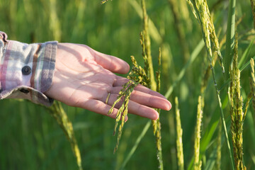 Hand of farmer holding rice ears in farm,selective focus.