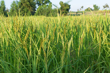 Young green rice seed in rice field,soft focus