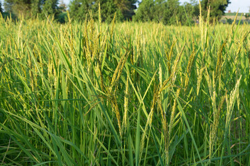 Young green rice seed in rice field,soft focus