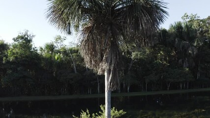 Buriti palm tree in a lake in the Amazon