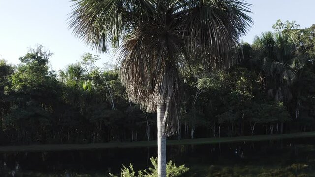 Buriti palm tree in a lake in the Amazon