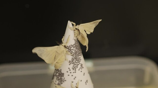 Silkworm moth on conic white paper moving wings attempt to fly and black eggs