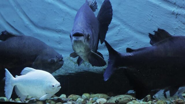 White albin fish among dark fishes