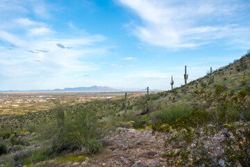 Fototapeta na wymiar A long slender Saguaro Cactus in Casa Grande, Arizona