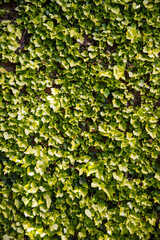 background of leaves