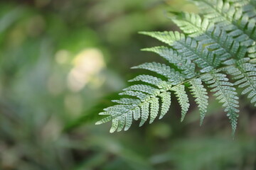 シダ植物の葉