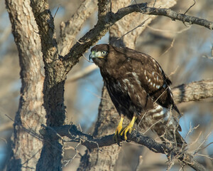 Dark morph Red Tailed Hawk