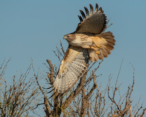 Red Tailed Hawk