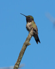 Black Chinned Hummingbird