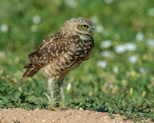 Burrowing Owl