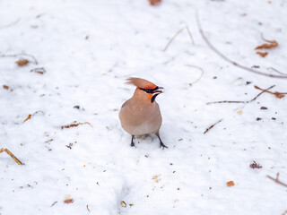 Close up of Bohemian Waxwing bird sitting in snow