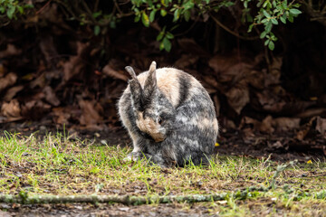 one cute rabbit with mixed-colored fur sitting on the grasses cleaning its back in front of the bushes