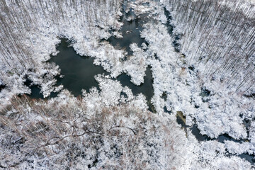 frozen swamp in forest after the first snowfall. winter landscape captured from above with a drone