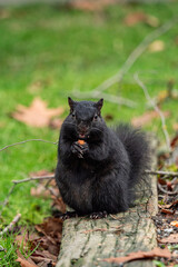 Naklejka na ściany i meble one cute black squirrel sitting on a wooden board on top of the green grasses enjoy the nut hold on its paws